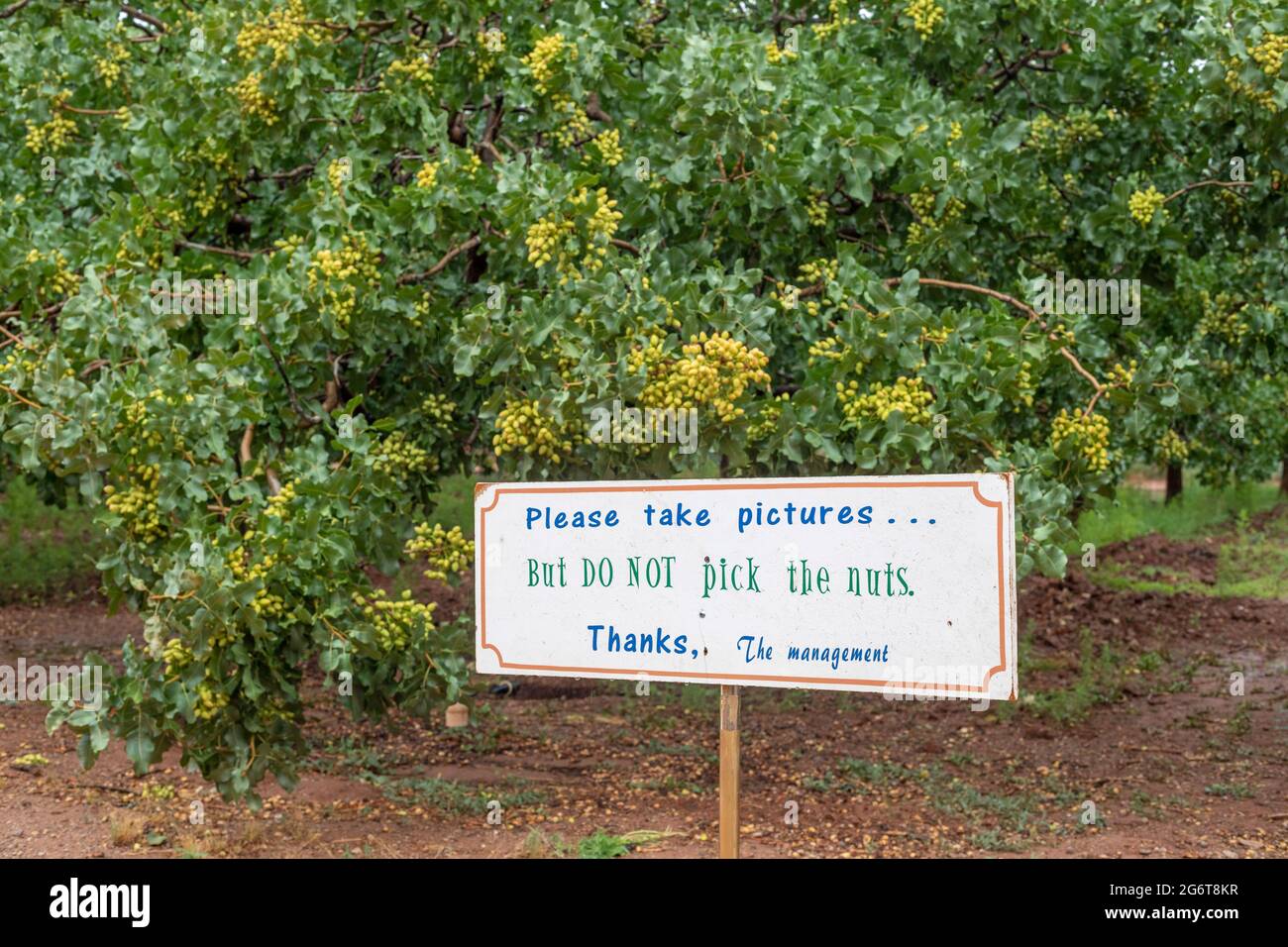 Alamogordo, New Mexico Pistachios growing at Eagle Ranch, which sells