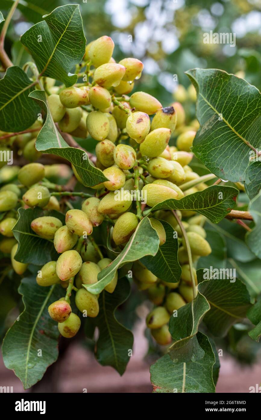 Alamogordo, New Mexico Pistachios growing at Eagle Ranch, which sells the nuts under the Heart