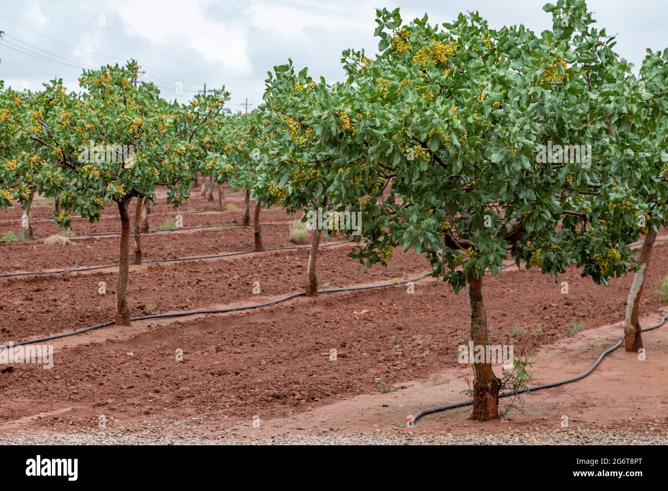 Pistachio nut tree hires stock photography and images Alamy