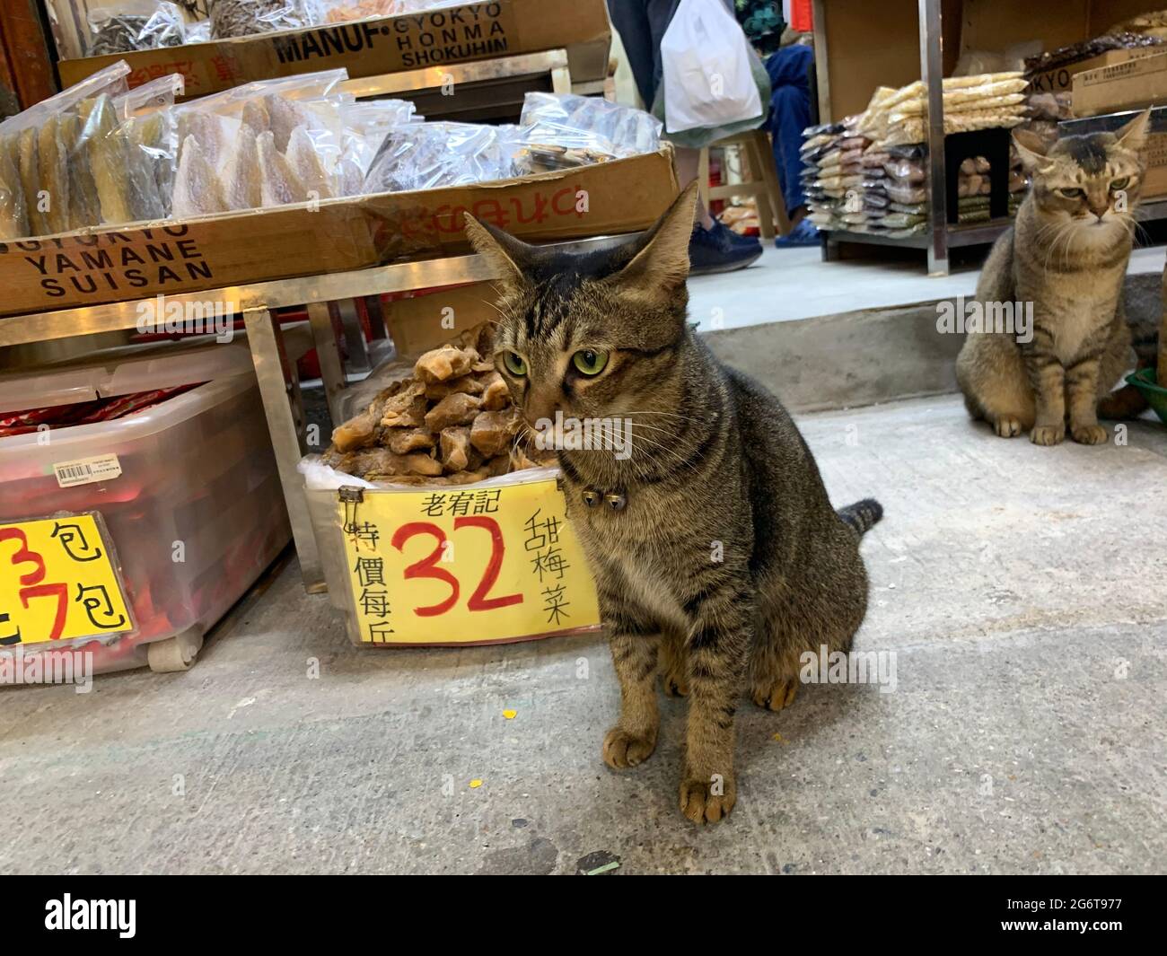 tabby cat in hong kong Stock Photo Alamy