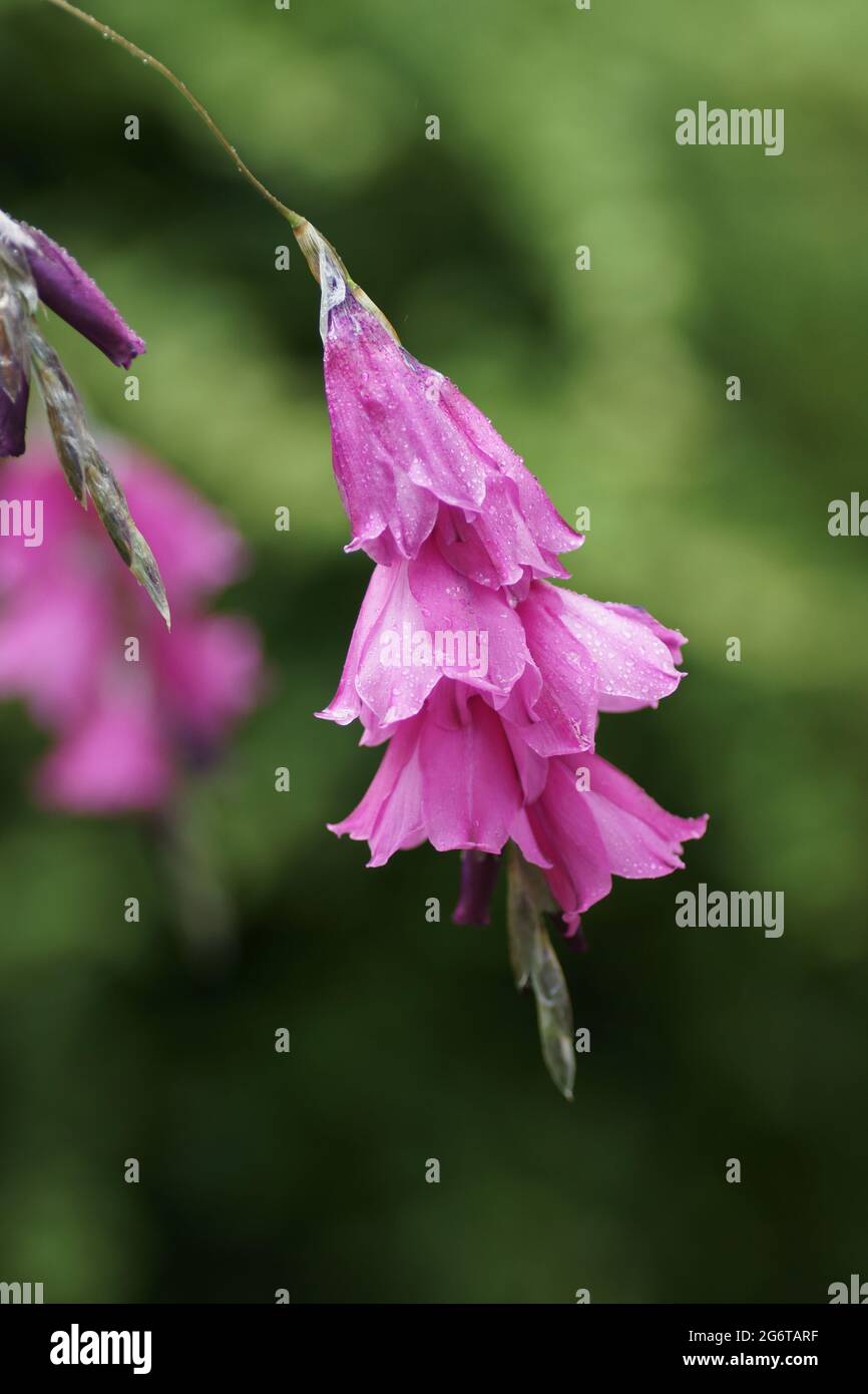 The pendulous flowers of Dierama pulcherrimum Stock Photo