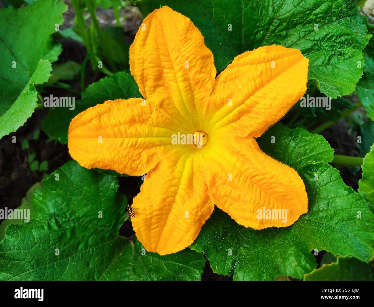 Yellow flower of zucchini or courgette in summer organic garden Stock Photo