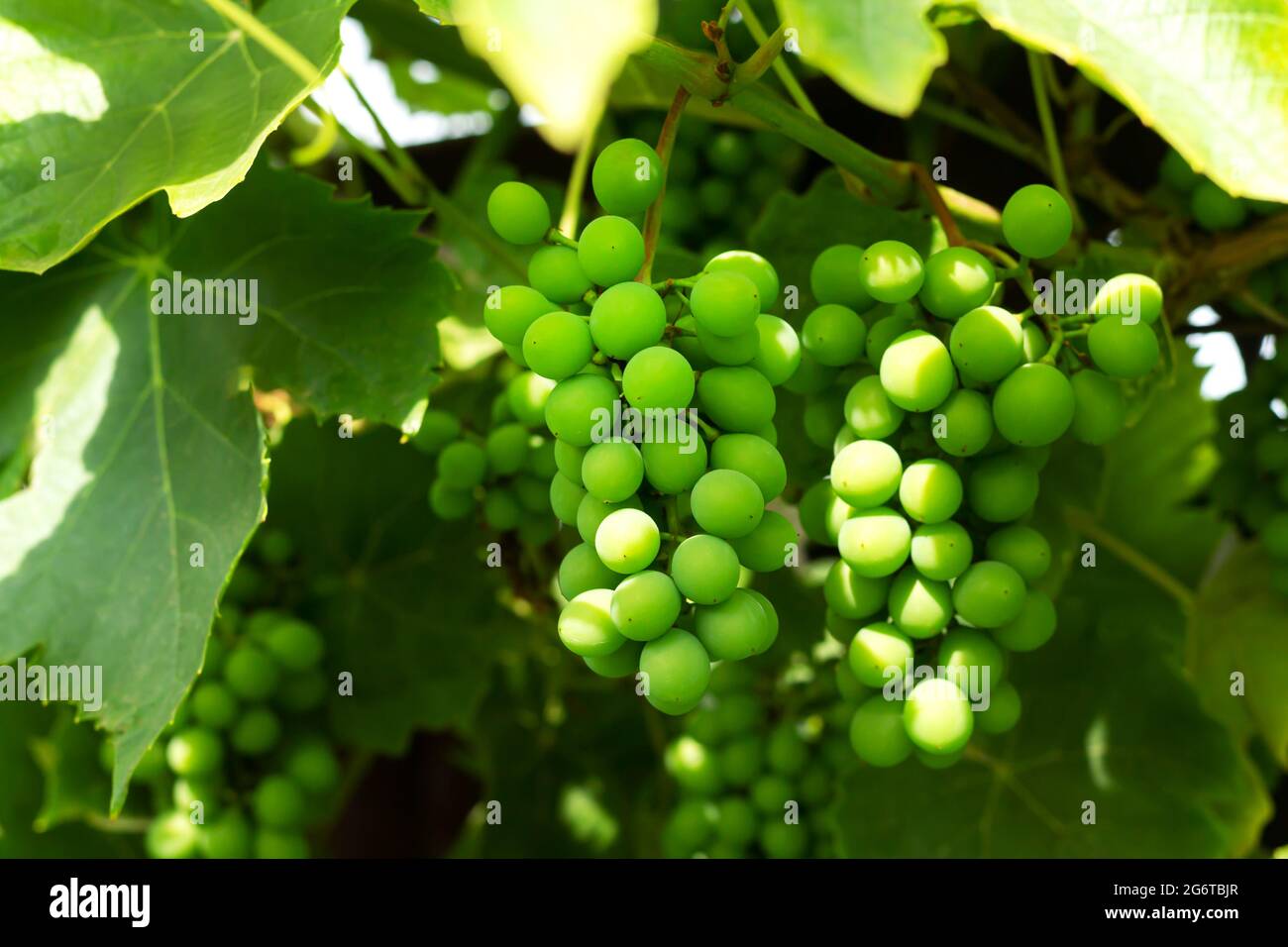 Grape vine with green grapes growing in organic vineyard Stock Photo
