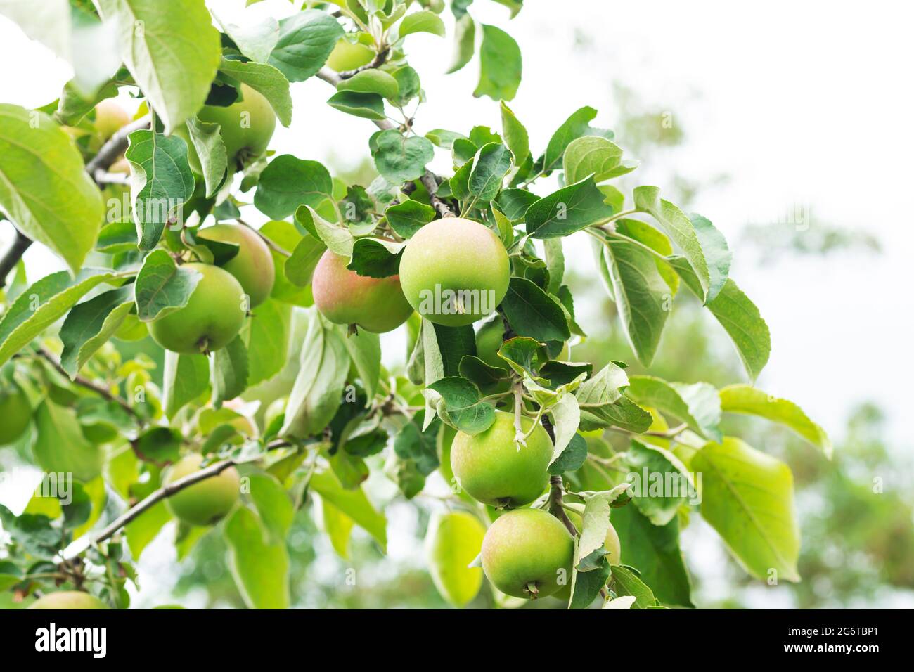 Green ripe organic apples on tree branch ready to be harvested at local eco farm Stock Photo