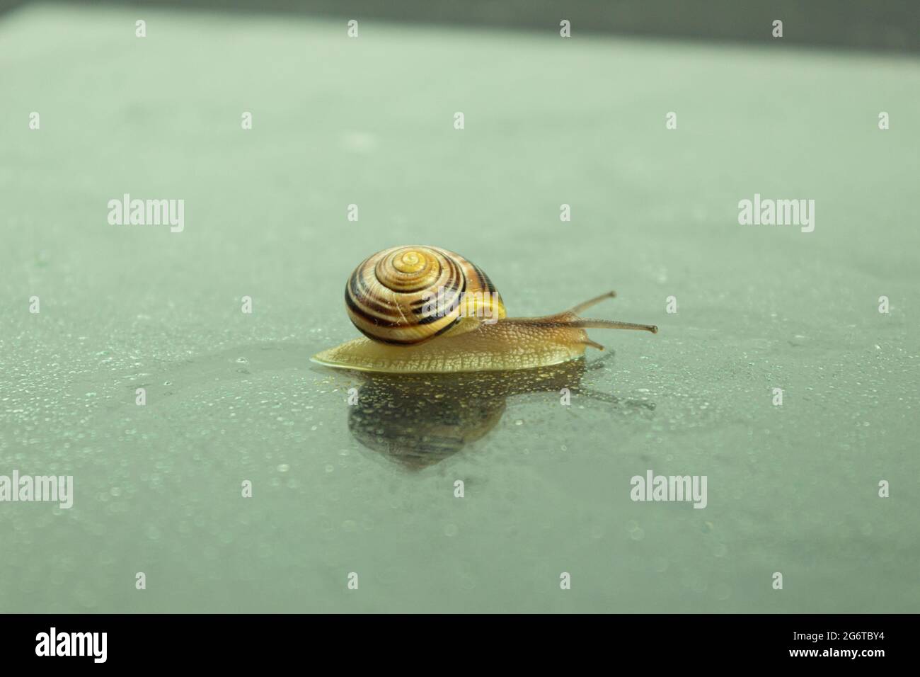 A large snail crawls on a glass surface wet from the rain. Roman snail ...