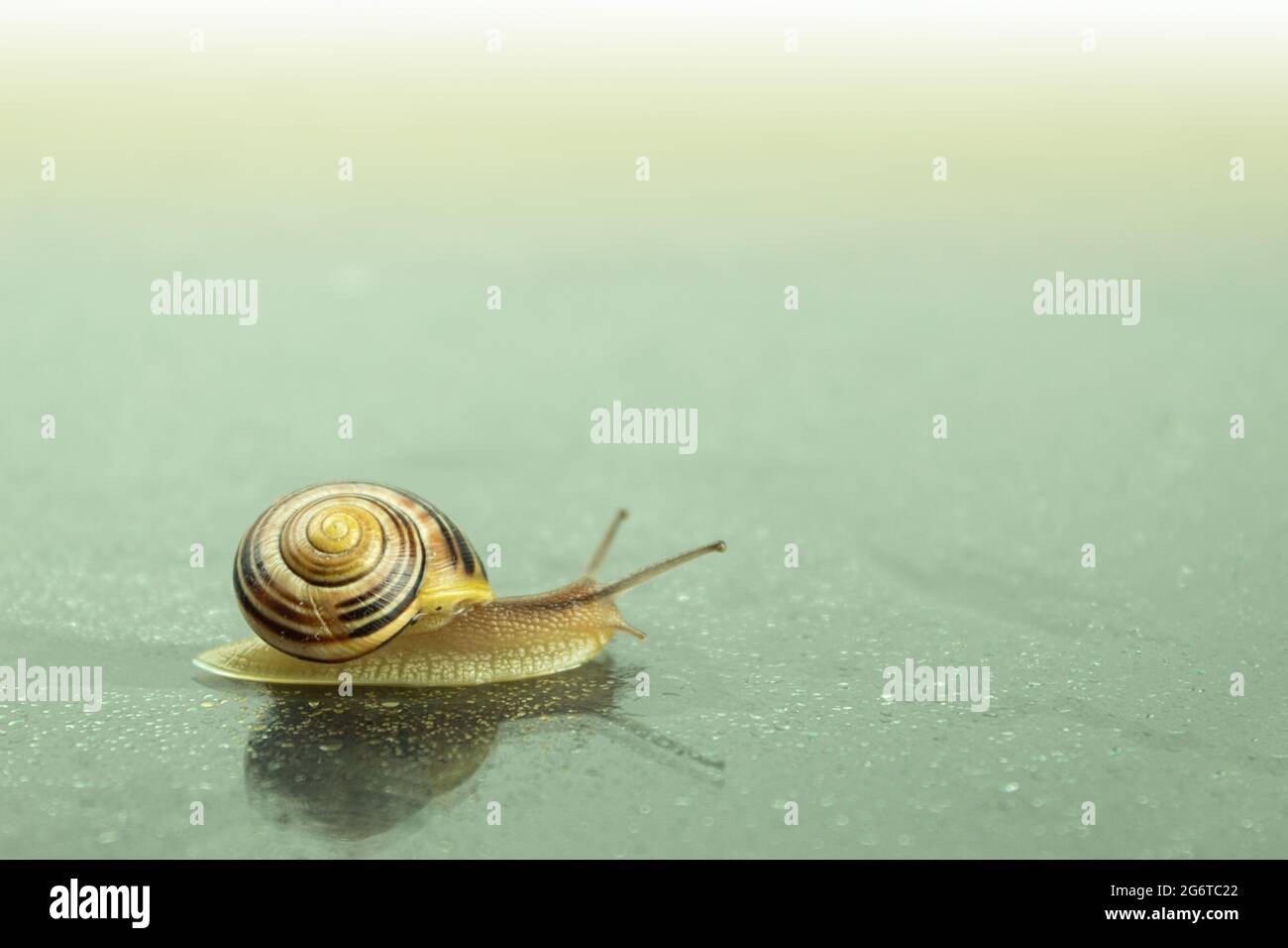 A large snail crawls on a glass surface wet from the rain. Roman snail ...