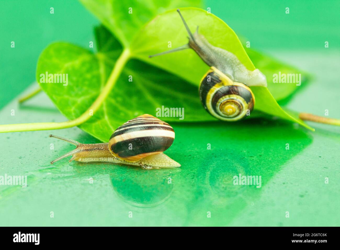 Two grape snails on a green leaf. Two, large garden snails in the
