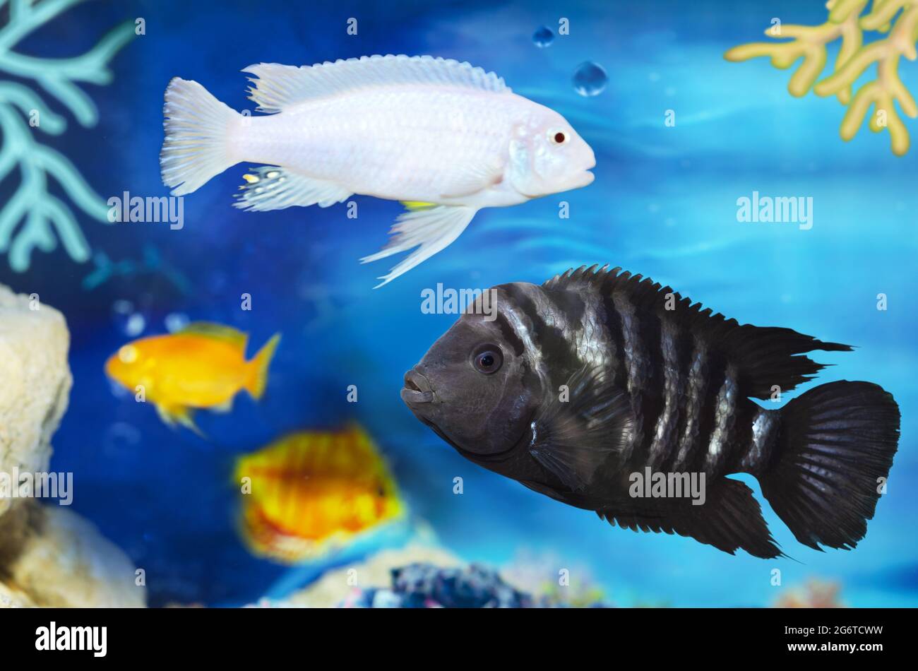 Fish with black stripes Cichlasoma nigrofasciatum, on a defocused background of different fish. Selective focus Stock Photo