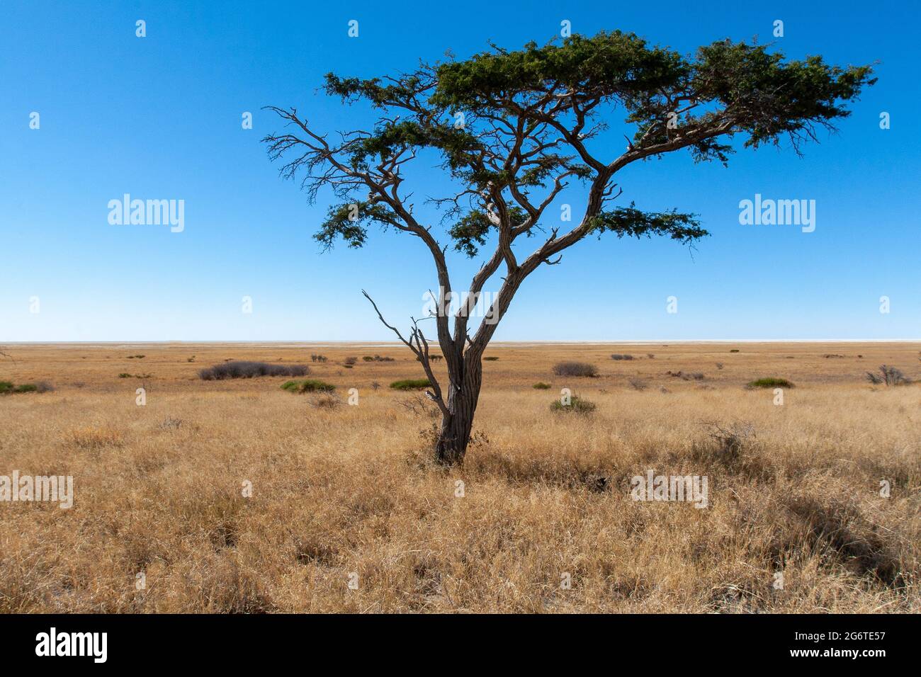 acacia tree savannah Stock Photo Alamy