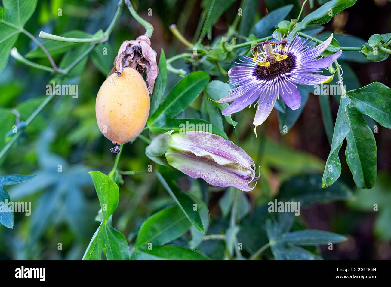 Purple blue passion flower (Passiflora incarnata ) with ripe yellow passion fruit (maypop) growing on vine. Stock Photo