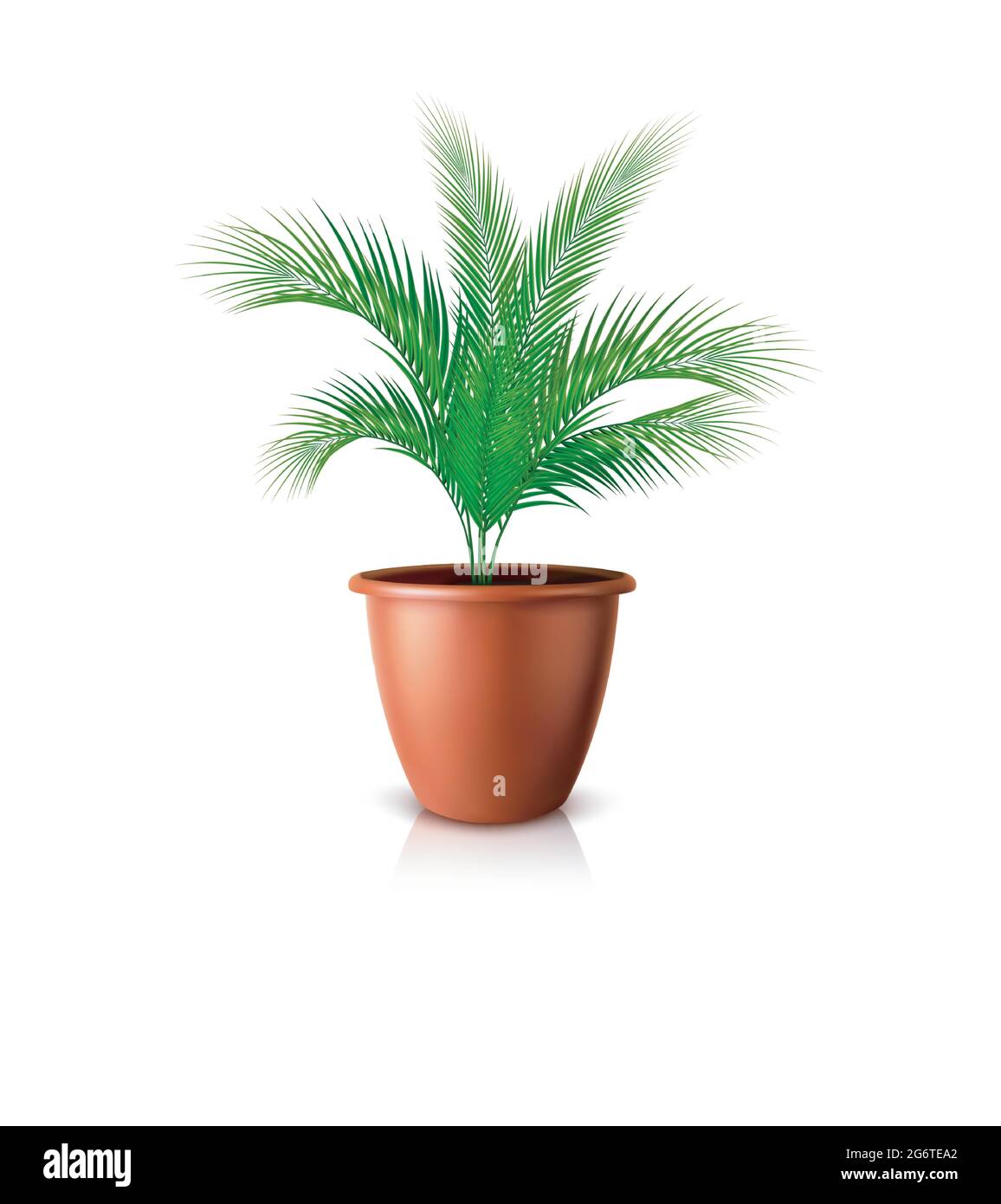 Tropical plants vectors hi-res stock photography and images - Alamy