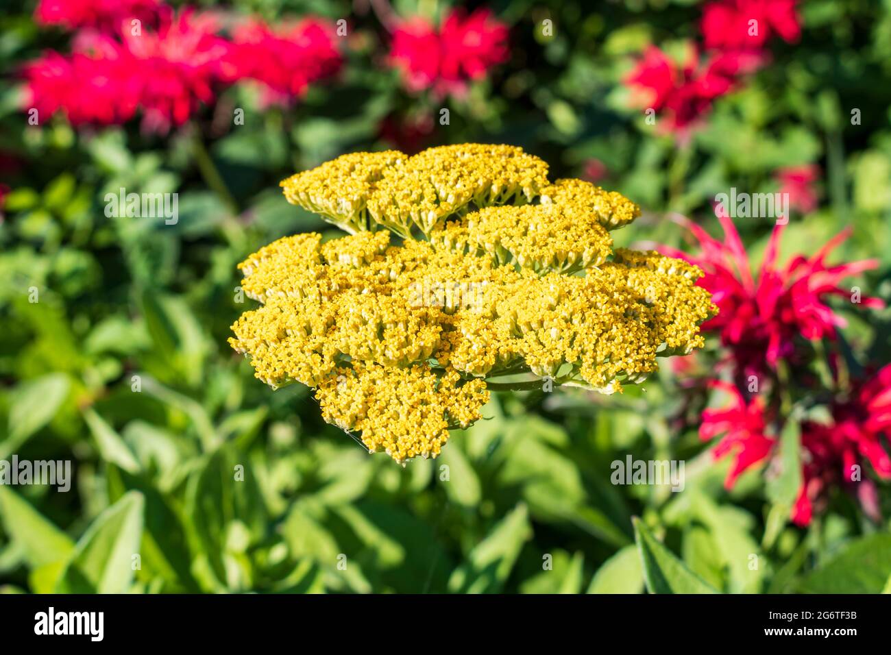Blooming Yellow Tanacetum plant in a garden Stock Photo