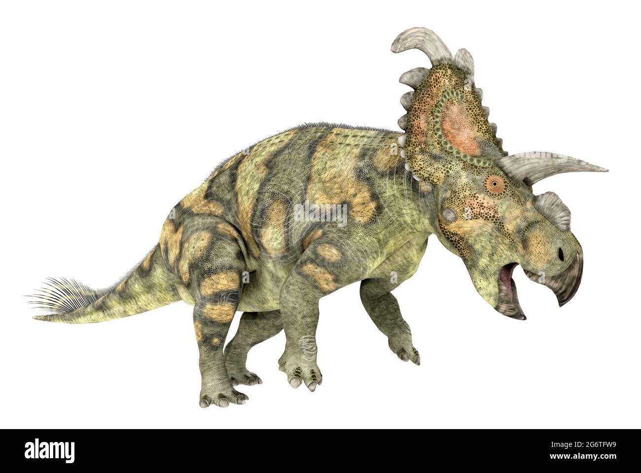 Dinosaur Albertaceratops isolated on white background Stock Photo
