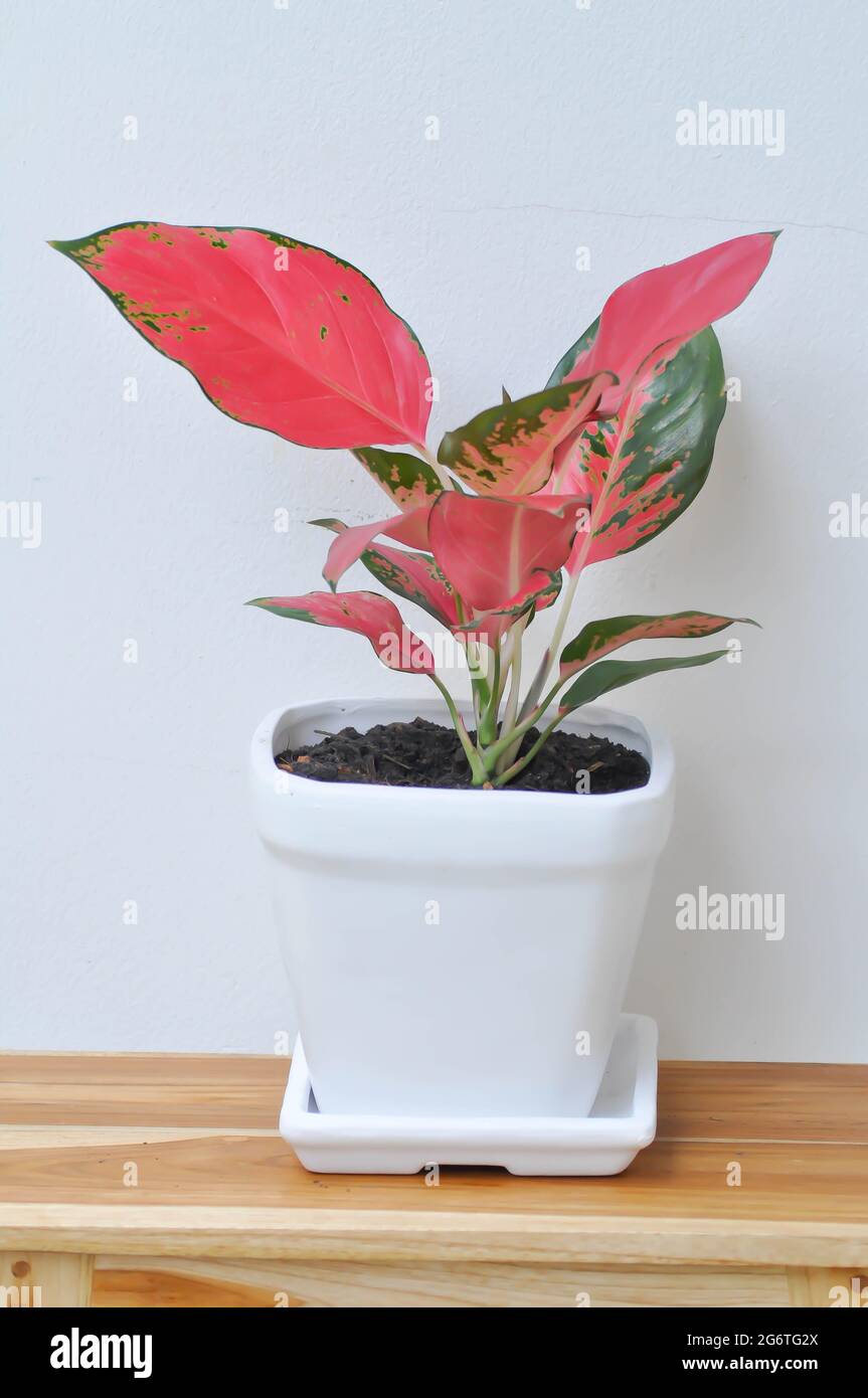 Aglaonema, Aglaonema commutatum or pink Aglaonema plant Stock Photo