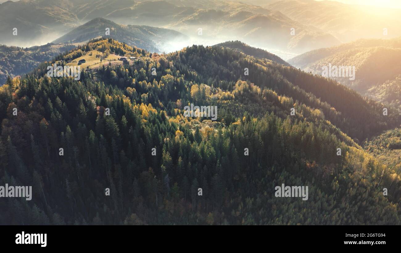 Sun pine forest at mountain peak aerial. Autumn trees at mist fog. Nobody nature landscape. Green mount ridges. Tourism and travel scenery. Carpathians radges, Ukraine, Europe. Cinematic vacation Stock Photo