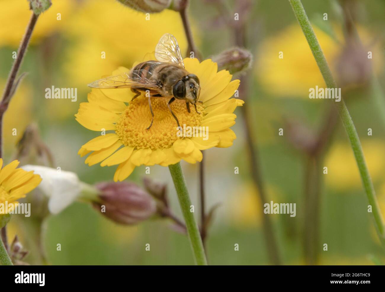 Macro Insekt Hi res Stock Photography And Images Alamy macro-insekt-hi-res-stock-photography-and-images-alamy