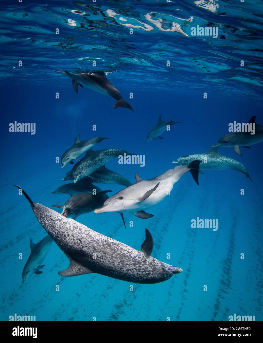 Atlantic Spotted Dolphins play in the ocean off the shore of Bimini, Bahamas Stock Photo