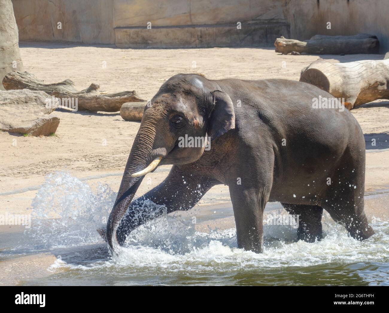 Kleiner Elefant im Wasser Stock Photo