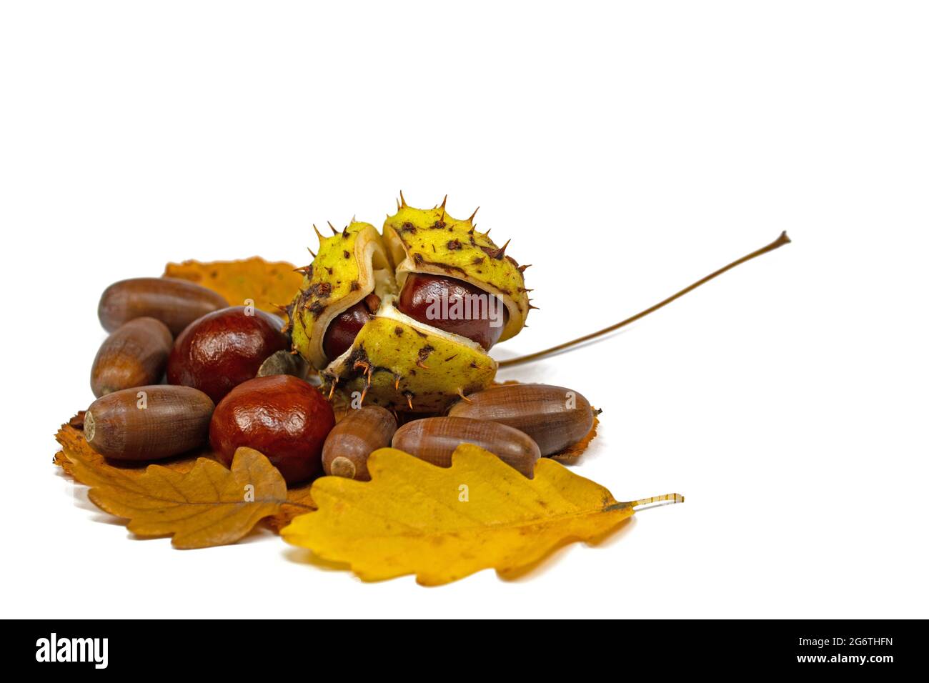 Chestnuts and acorns against a white background Stock Photo
