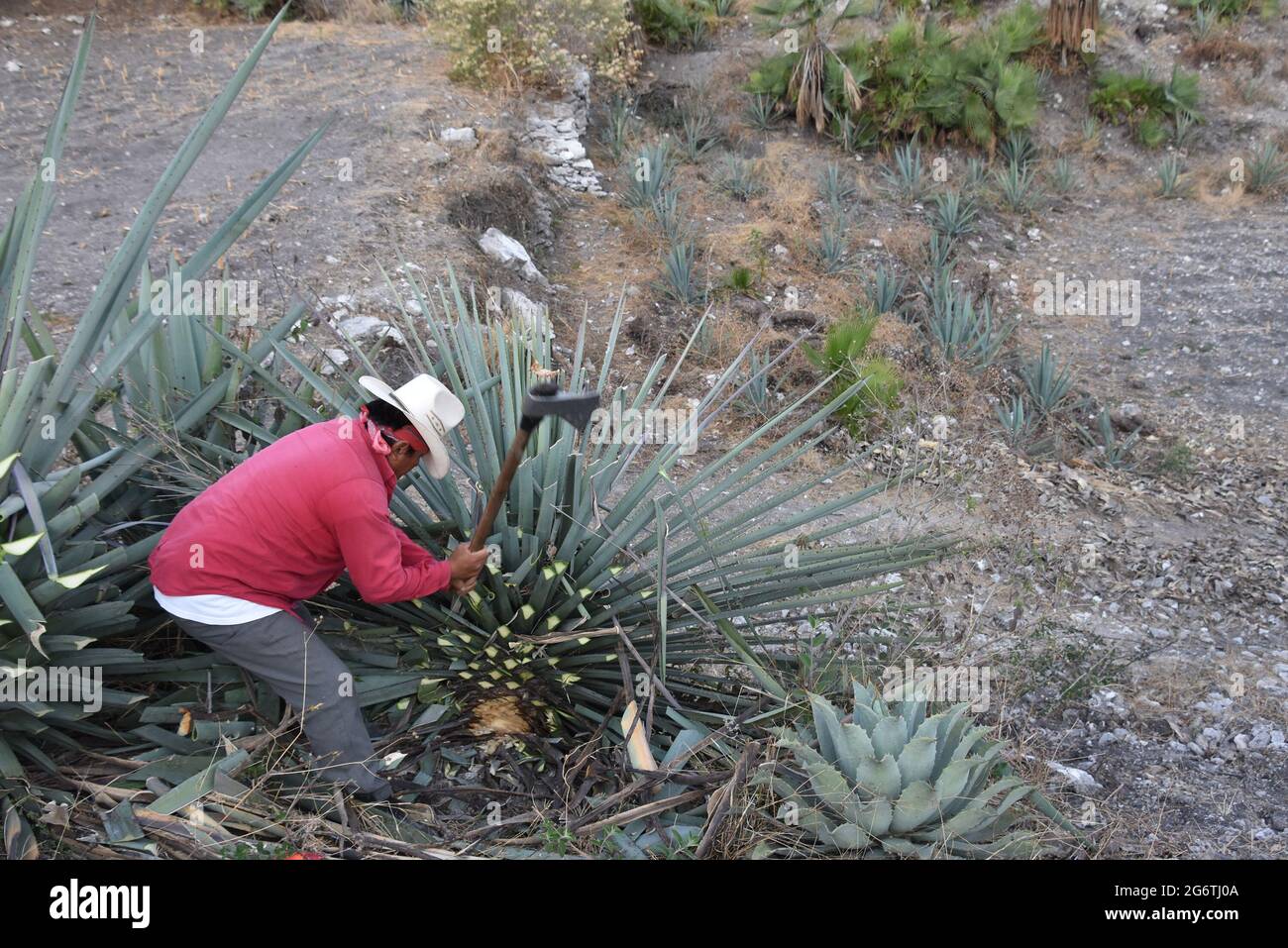 Pia de agave hi-res stock photography and images - Alamy