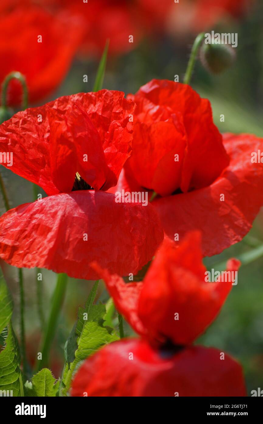 Red Corn Poppy Blossoms Stock Photo