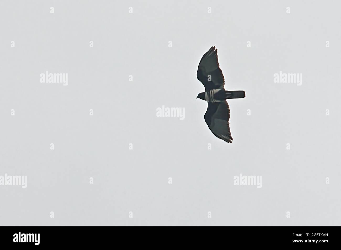 Black Baza (Aviceda leuphotes) migrant in flight Kaeng Krachan NP, Thailand               November Stock Photo