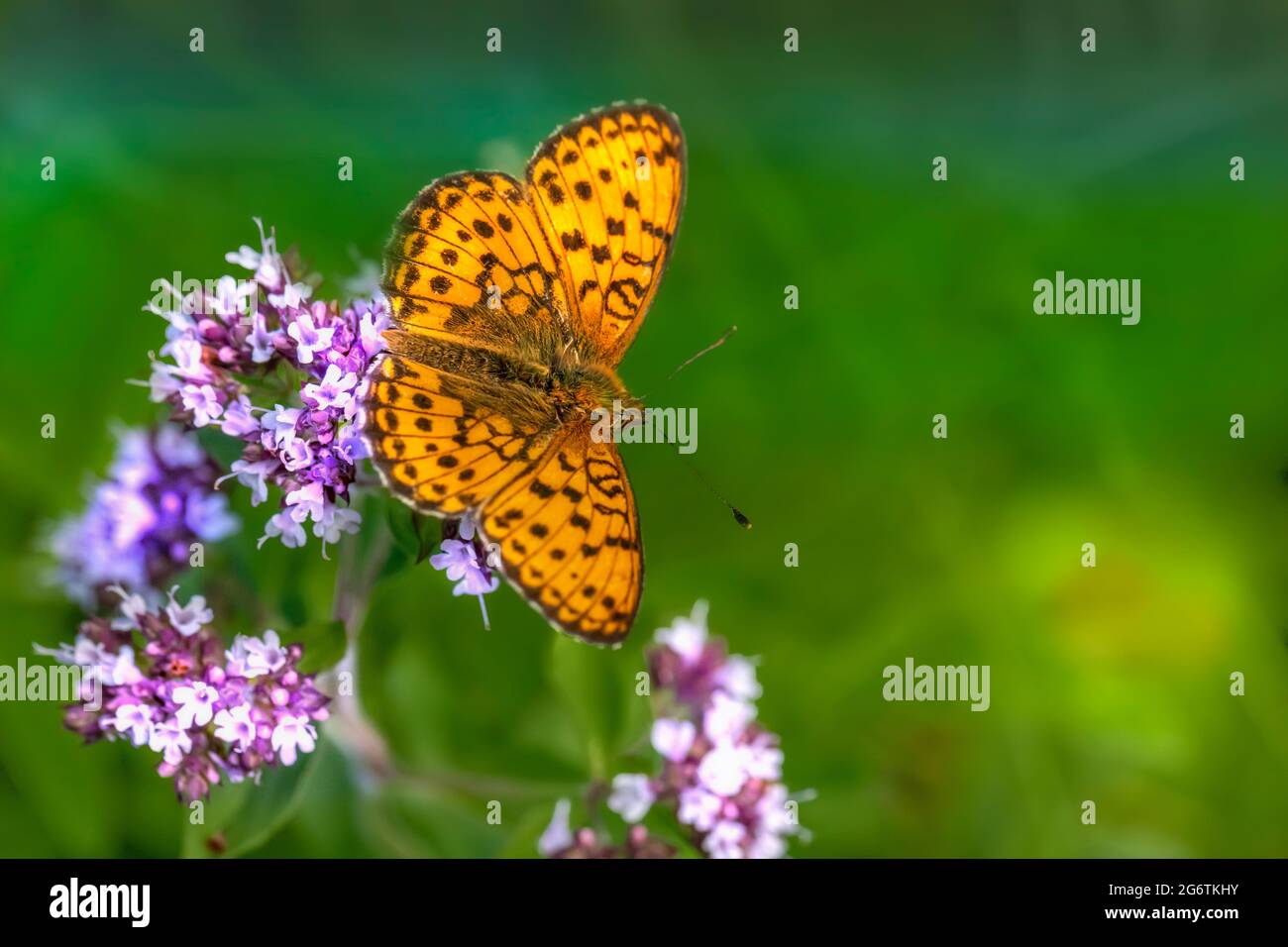 Lesser marbled fritillary (Brenthis ino) Stock Photo