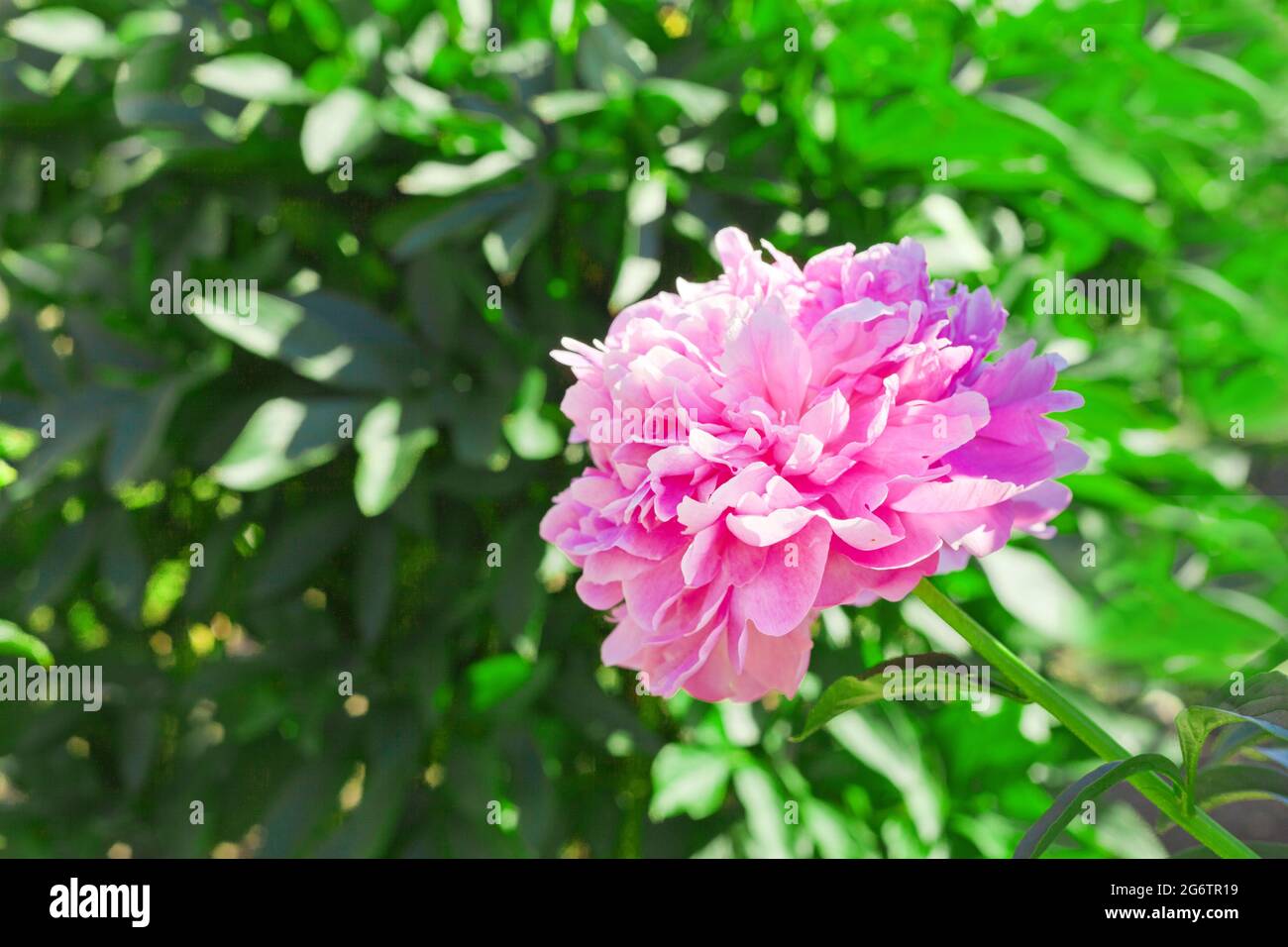 Pink peony blooming flower at the garden at summer time. Beautiful ...