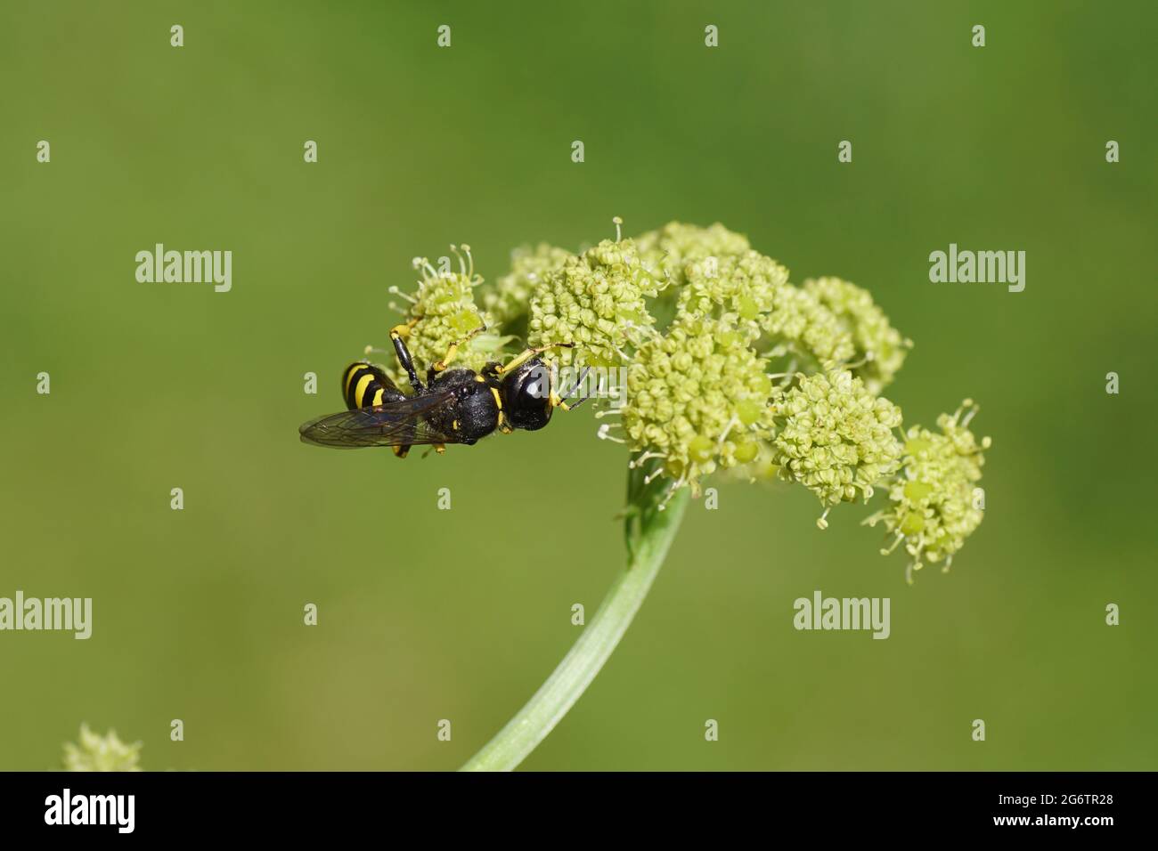 Wasp Ectemnius, family Sand wasps, digger wasps (Crabronidae ). On flowers of Lovage (Levisticum officinale) umbellifers family (Apiaceae, Stock Photo