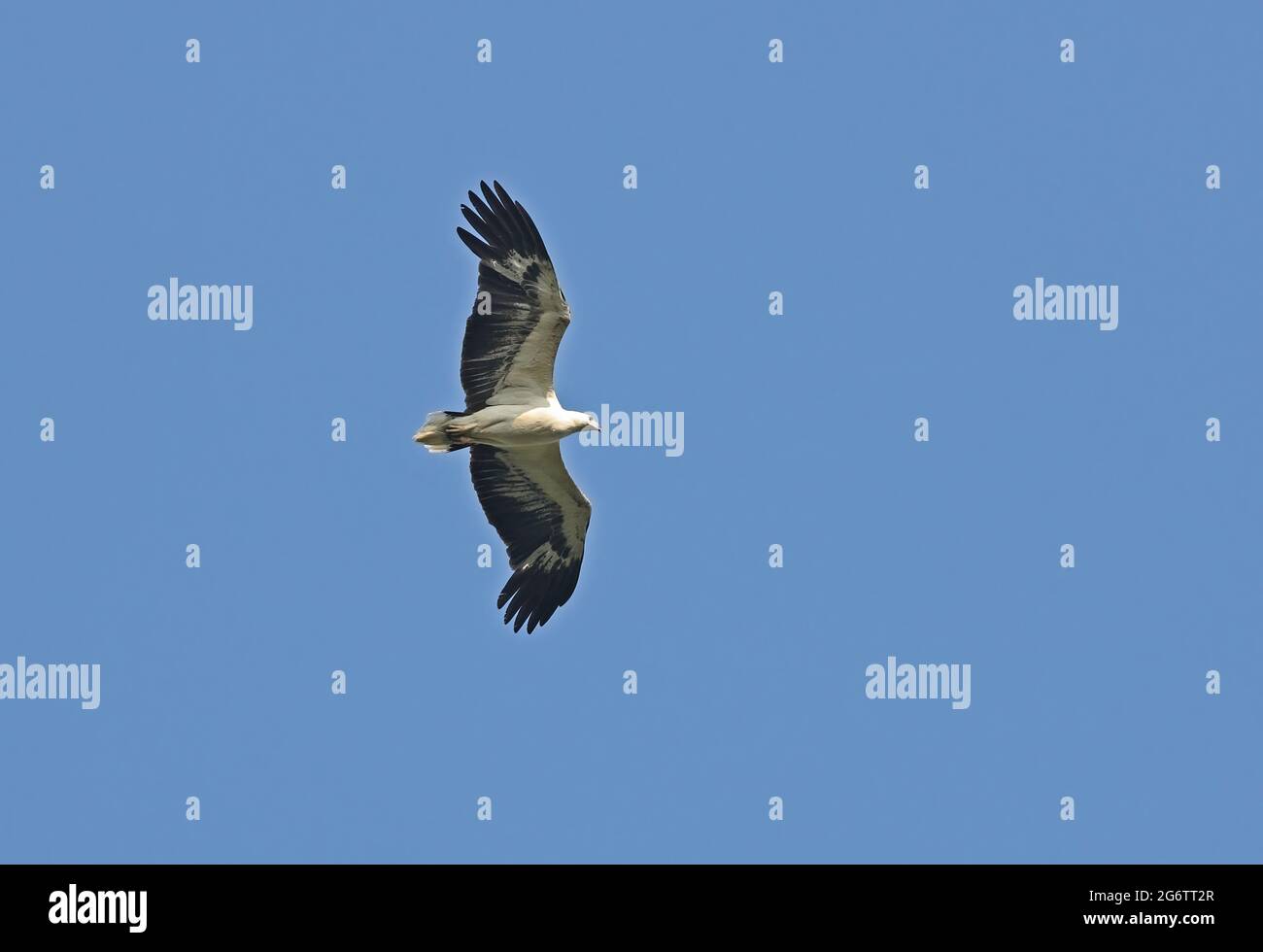 Haliaeetus leucogaster flying hi-res stock photography and images - Alamy