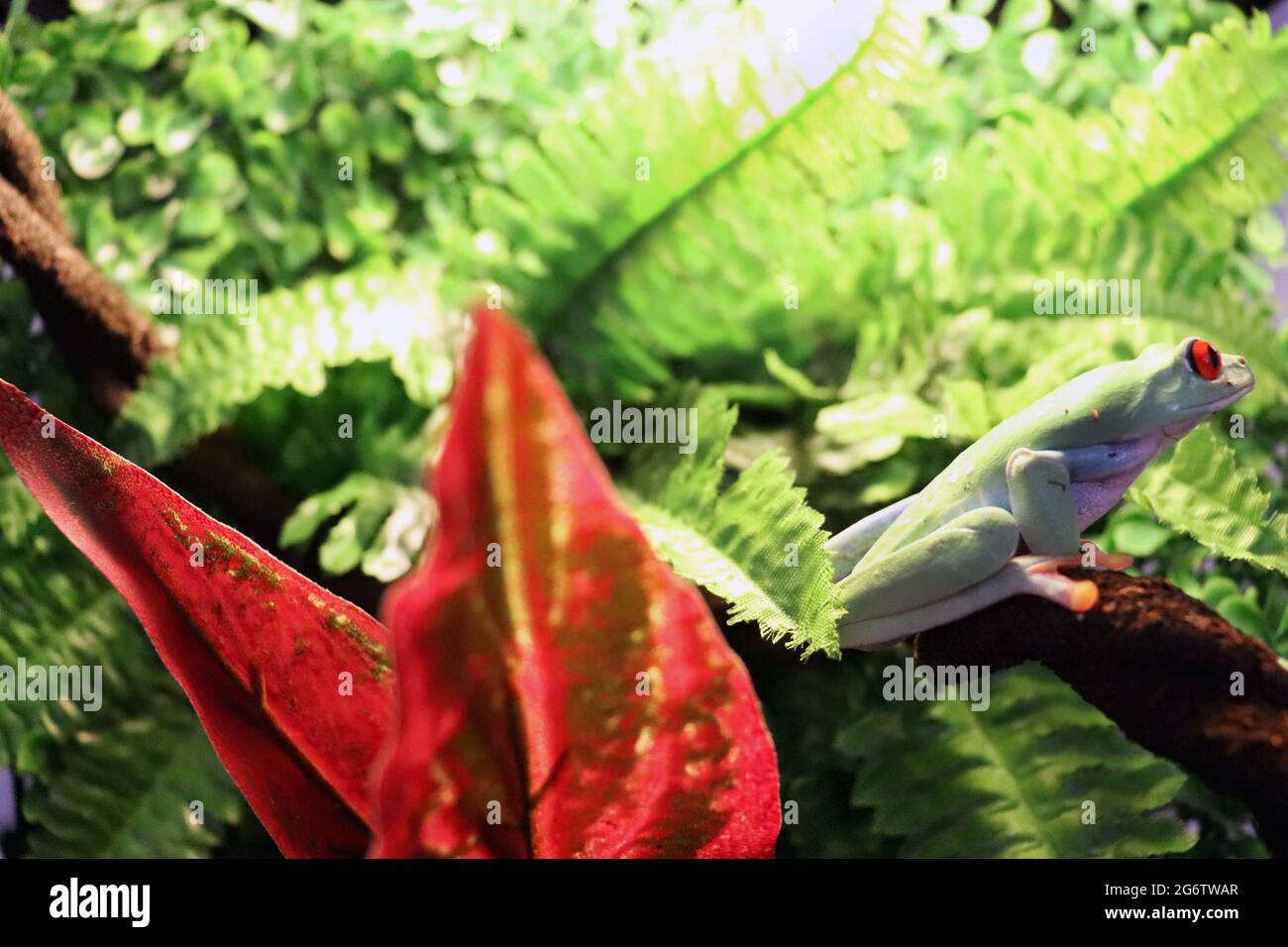 red eyed tree frog on red and green leaves Stock Photo