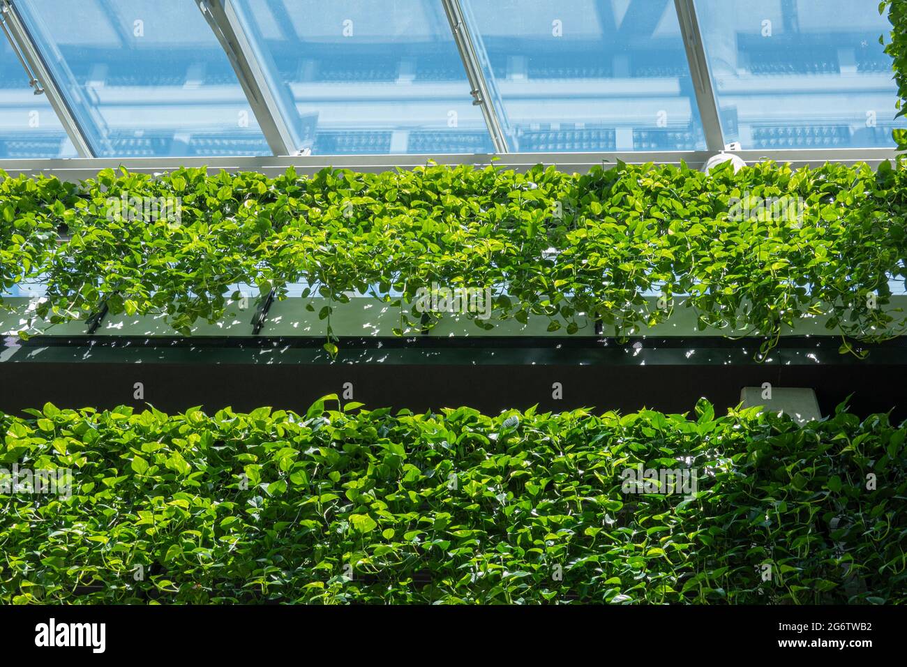 Green architecture. Green wall with flowers and plants, vertical garden