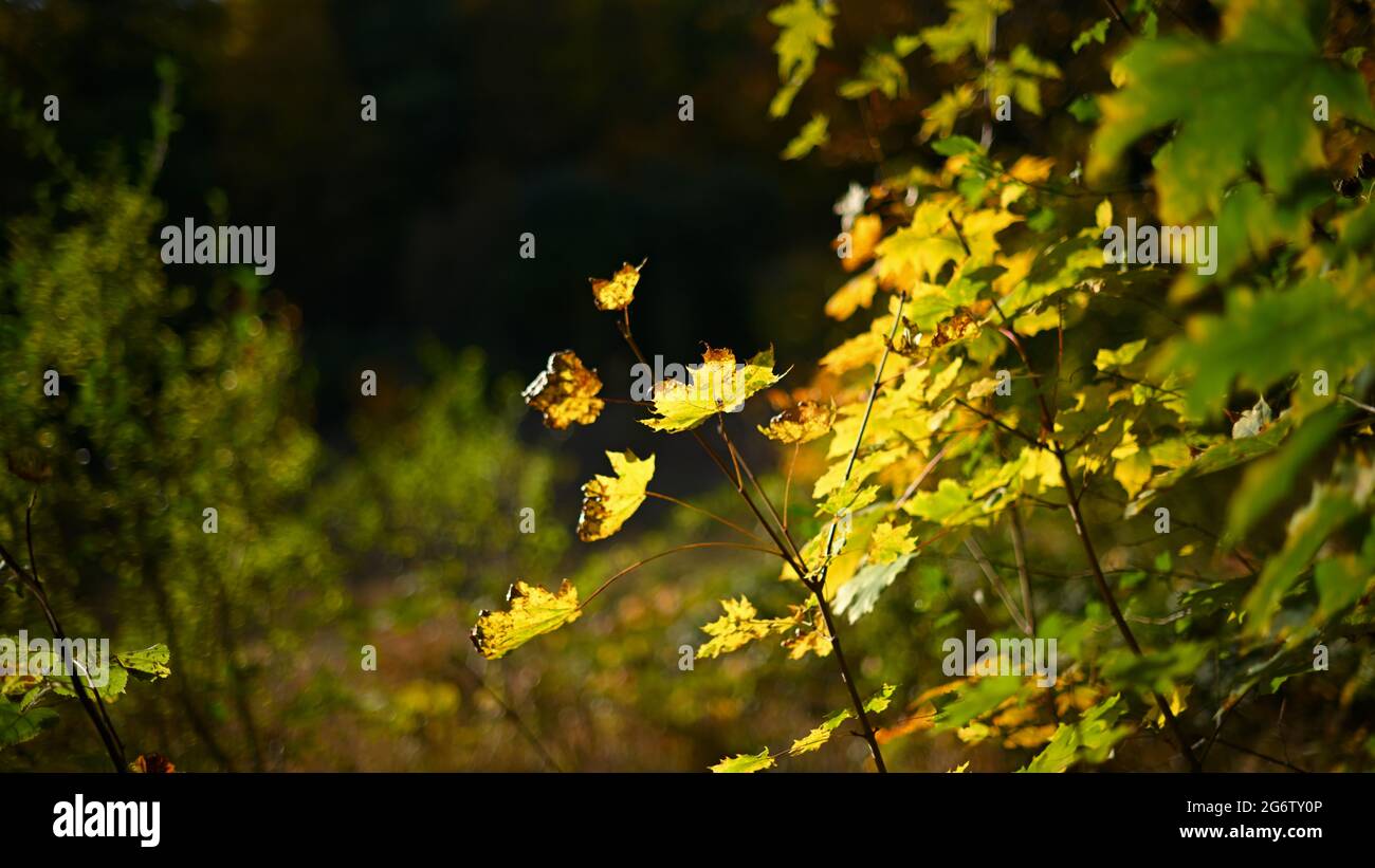 Herbstlaub im Sonnenlicht, Autumn leaves in the sunlight Stock Photo
