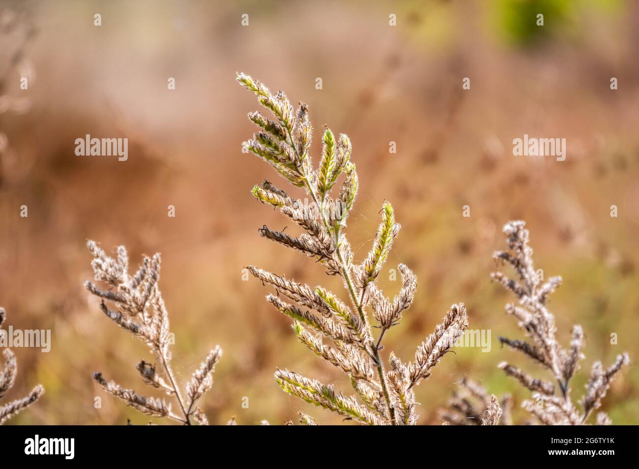 Yellow autumn fluffy feather grass with seeds on curved stems in light wind. Slightly blurred close up with selective focus. Hello autumn concept. Nat Stock Photo