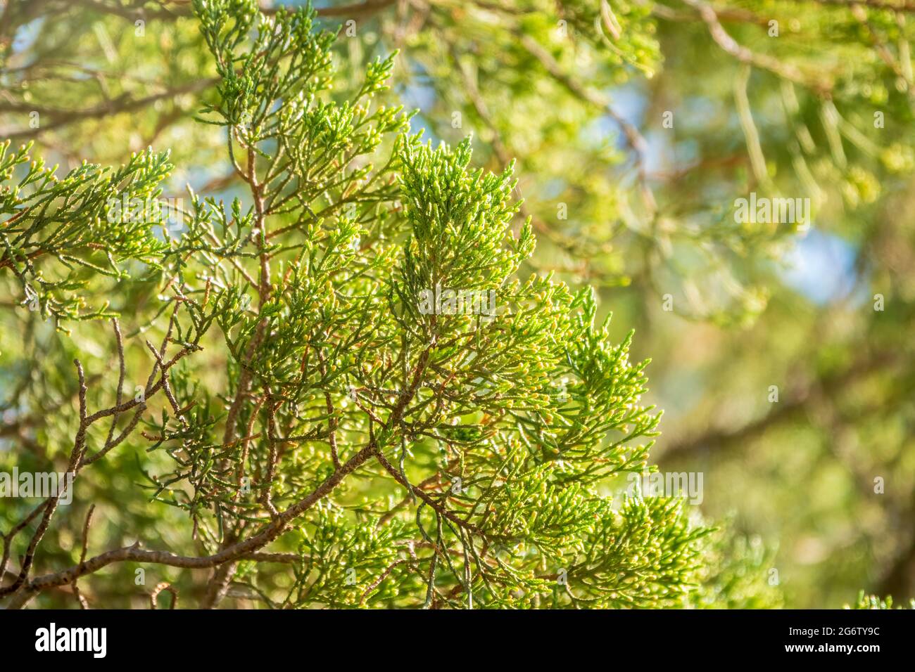 Green Leaves of a Juniper tree evergreen. Juniperus excelsa, commonly called the Greek juniper Stock Photo
