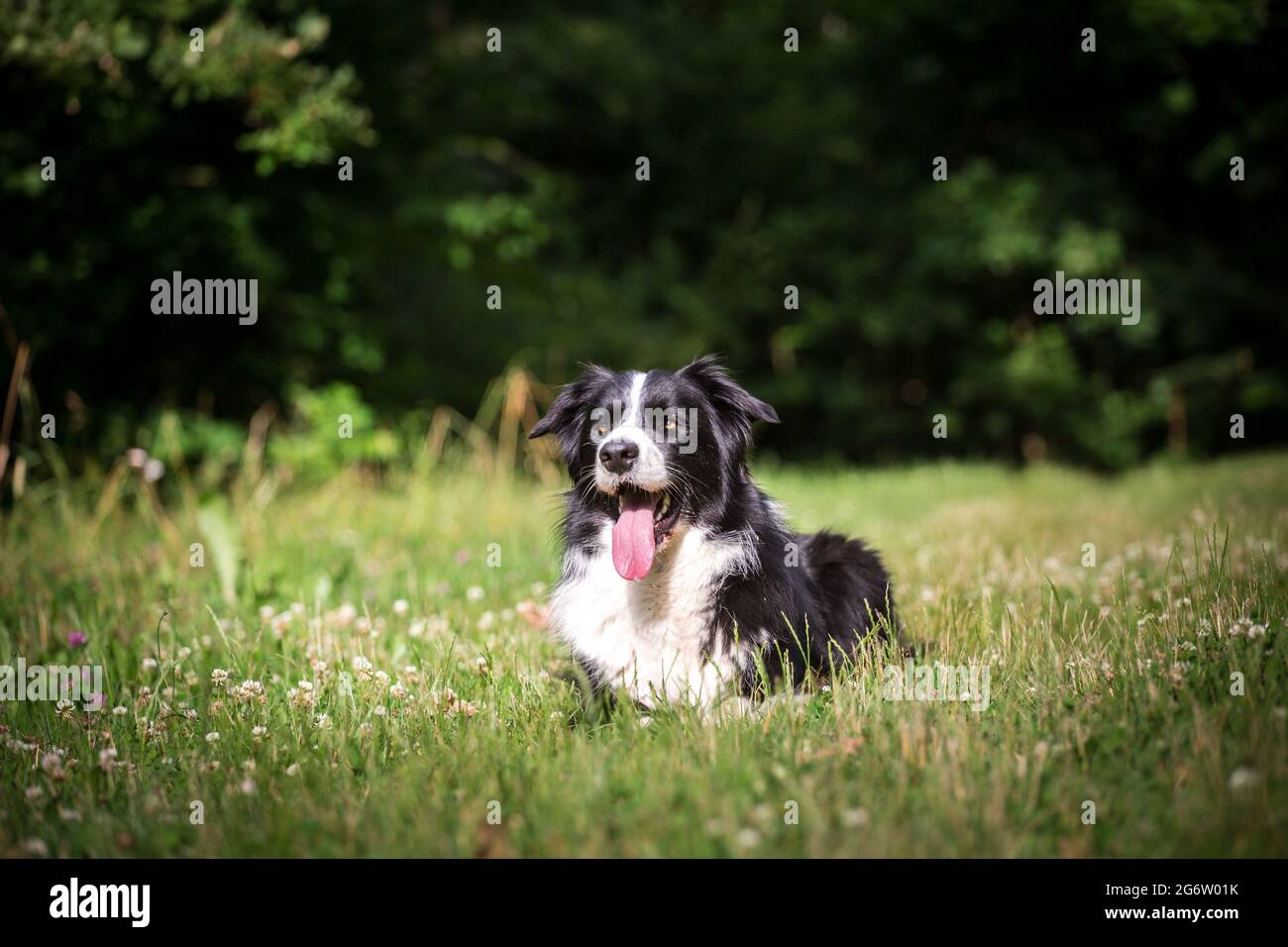 Border Collie lying Stock Photo