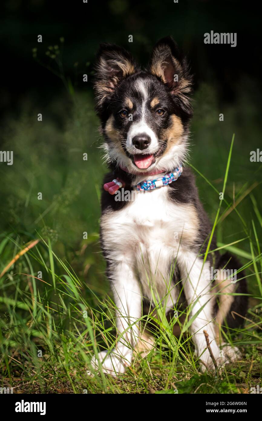 Border Collie puppy sitting Stock Photo