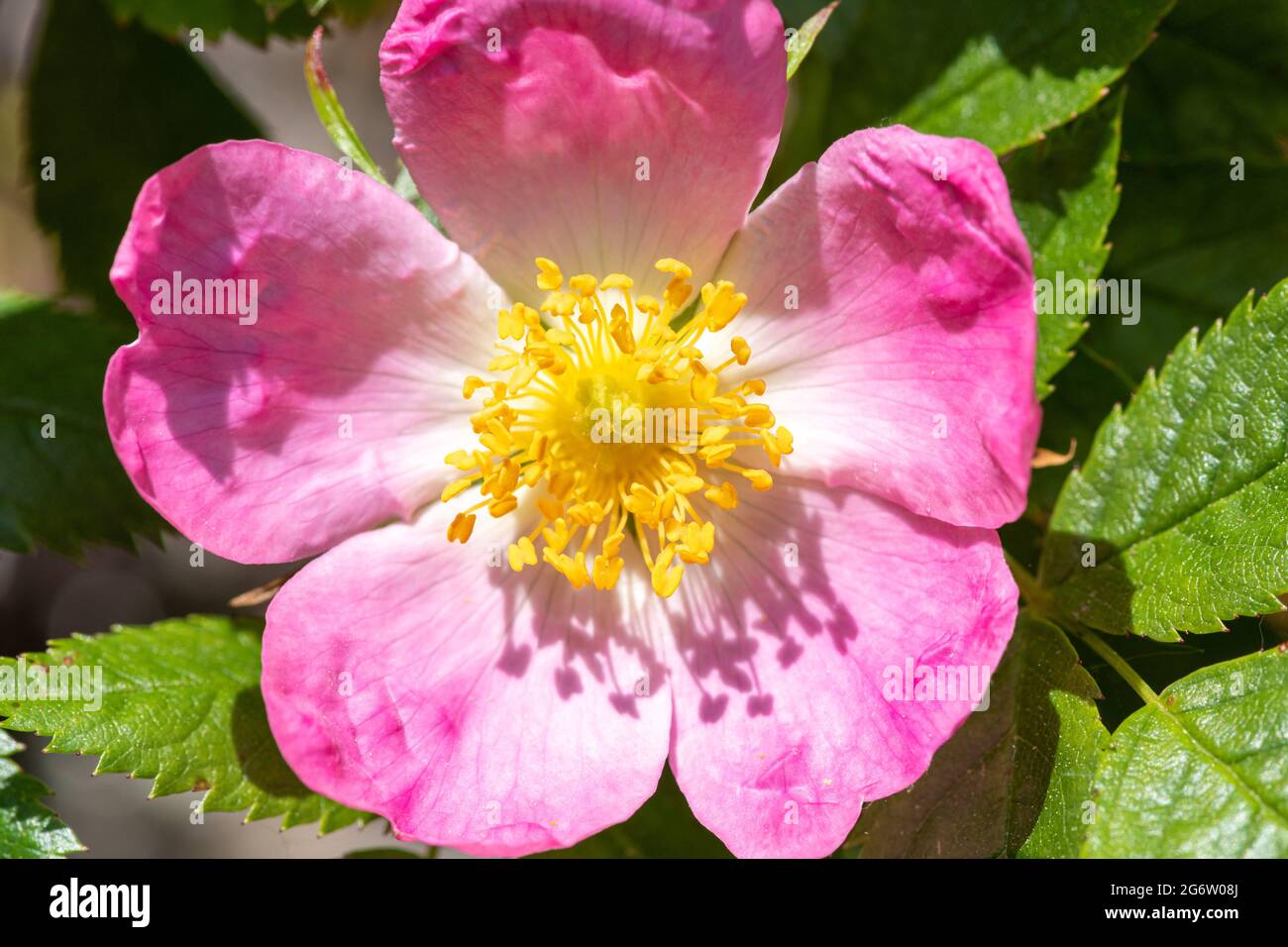 Close up of dog rose (rosa canina) flowers in bloom Stock Photo - Alamy