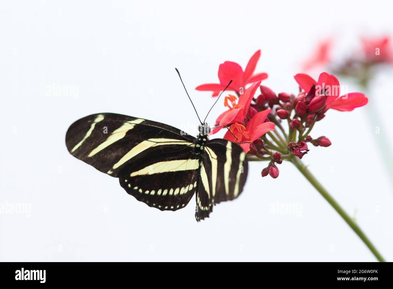 Zebra Longwing Butterfly Stock Photo