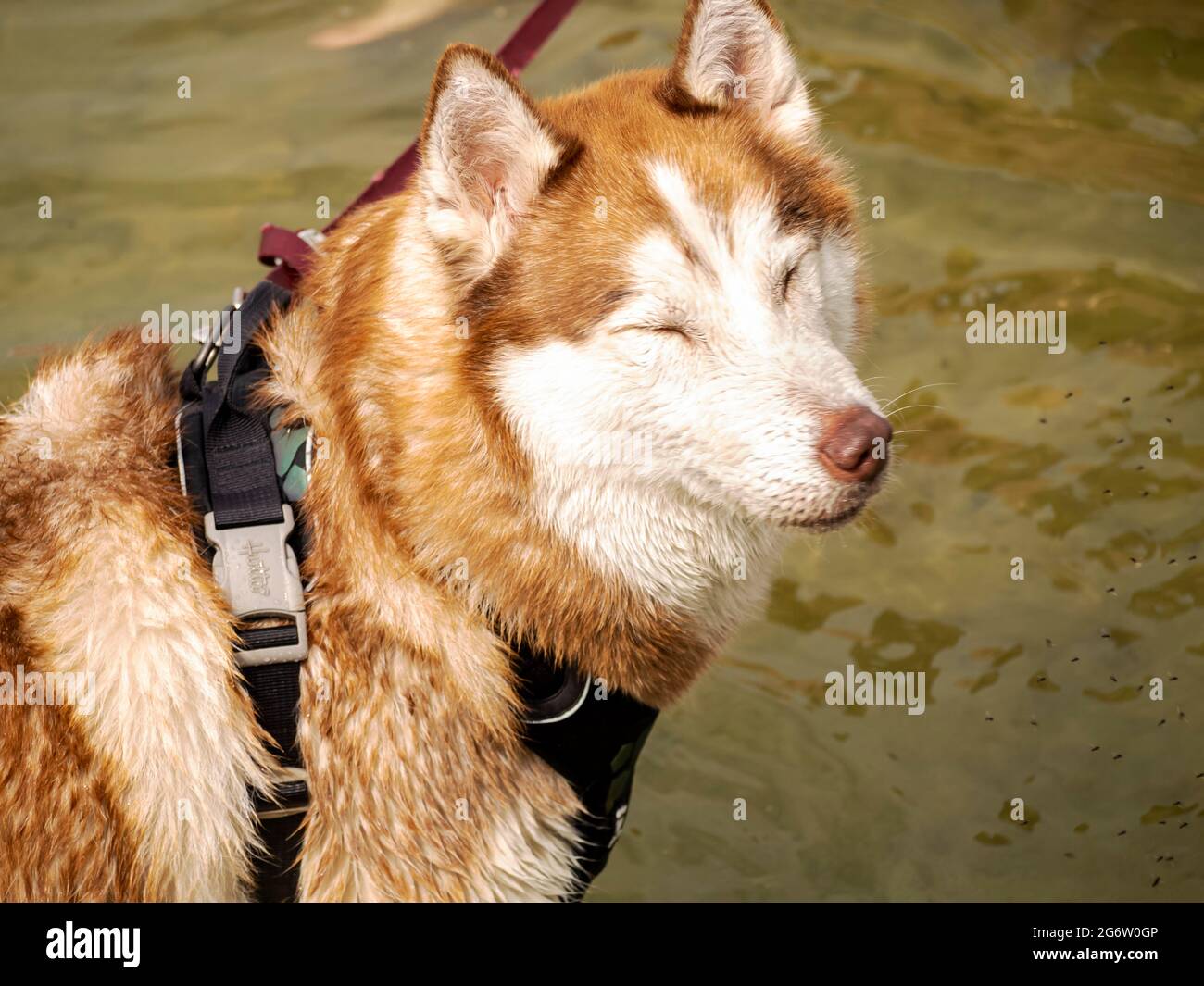 portrait of Wet husky dog near the water. A beautiful husky is swimming in the lake. Summer time