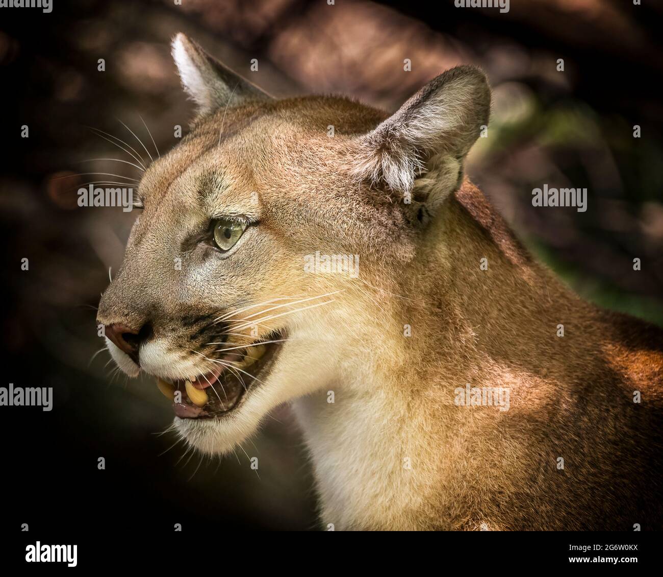 Mountain Lion (Cougar) Stock Photo
