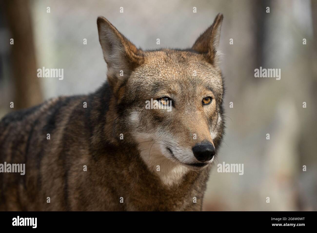 Red Wolf Stock Photo
