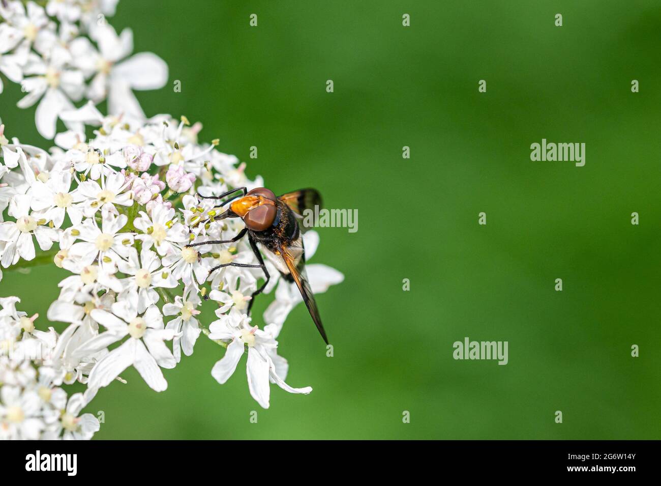 IHoverfly, Leucozona lucorum, collecting pollen cow parsley, anthriscus