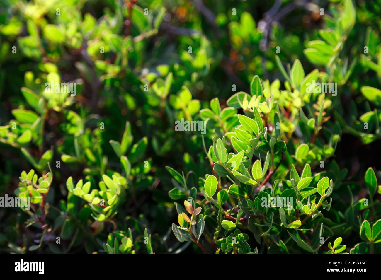 Fresh close up grungy hi-res stock photography and images - Alamy