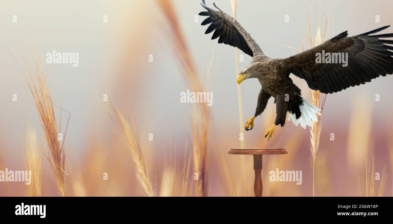 Bald Eagle landing on a bench Stock Photo