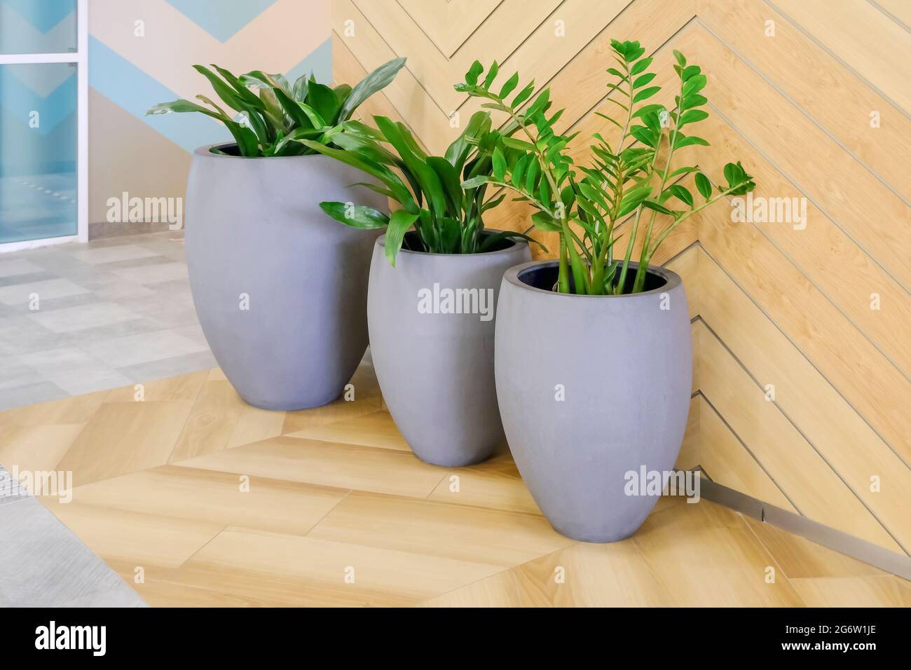 Outdoor flower pots with decorative deciduous indoor flowers in the  interior. The concept of interior design. High quality photo Stock Photo -  Alamy