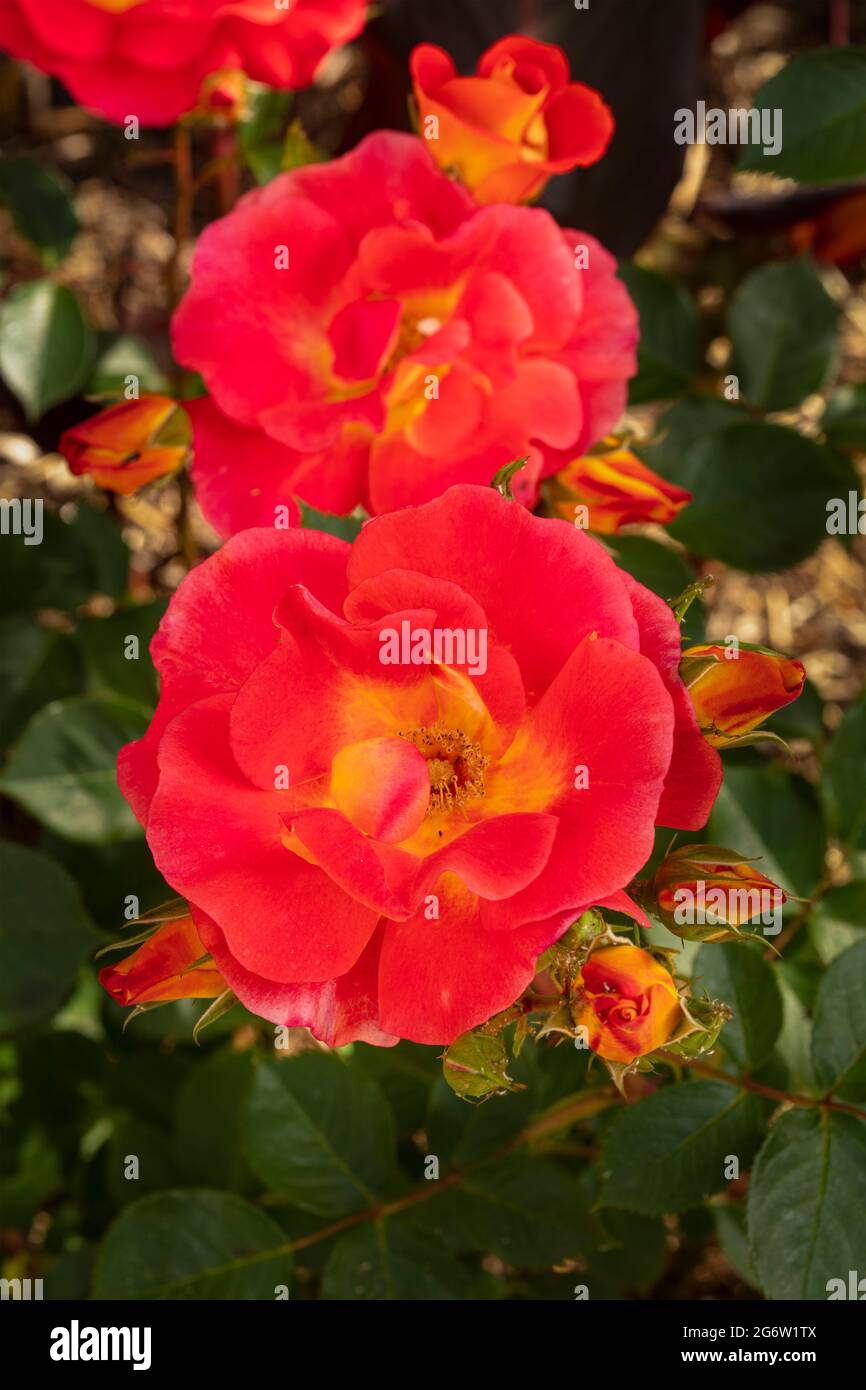 Outstanding Rosa Bright and Breezy = 'Dicjive', Floribunda Rose 'Bright And Breezy', natural plant portrait Stock Photo