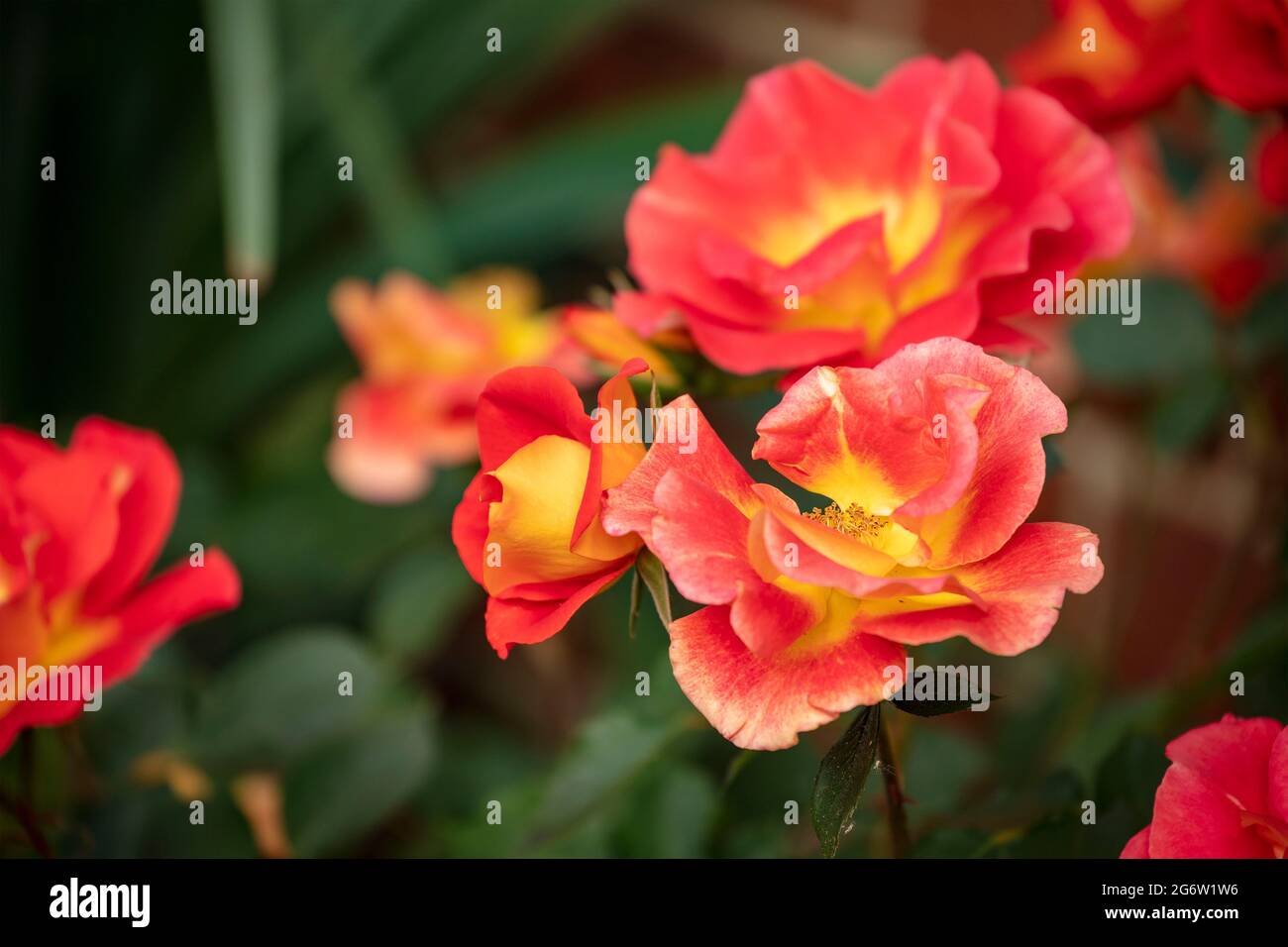 Outstanding Rosa Bright and Breezy = 'Dicjive', Floribunda Rose 'Bright And Breezy', natural plant portrait Stock Photo