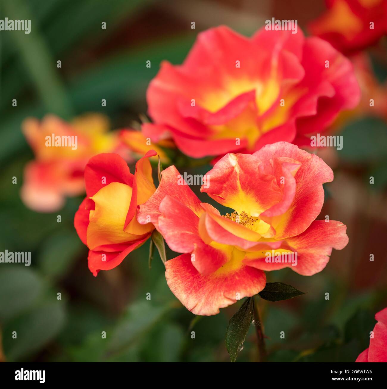 Outstanding Rosa Bright and Breezy = 'Dicjive', Floribunda Rose 'Bright And Breezy', natural plant portrait Stock Photo