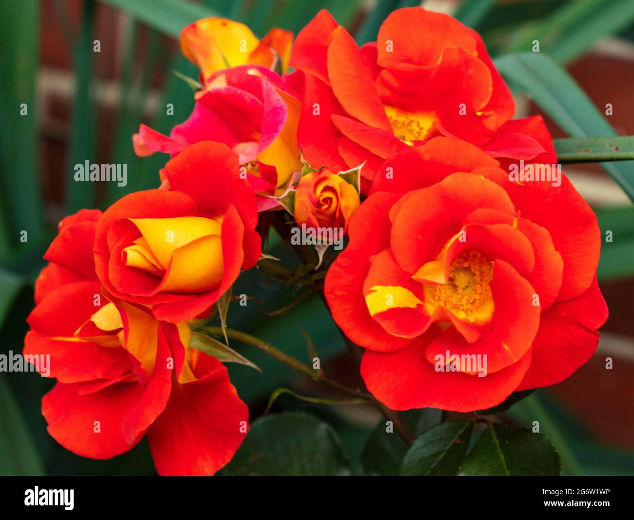 Outstanding Rosa Bright and Breezy = 'Dicjive', Floribunda Rose 'Bright And Breezy', natural plant portrait Stock Photo